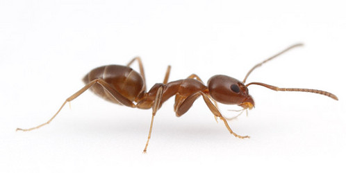 Formica argentina